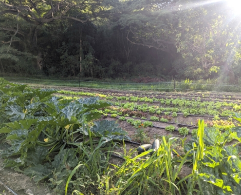 field of vegetables in a forest clearing