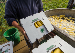 person holding box of yellow squash, with squash in rinsing tank behind.