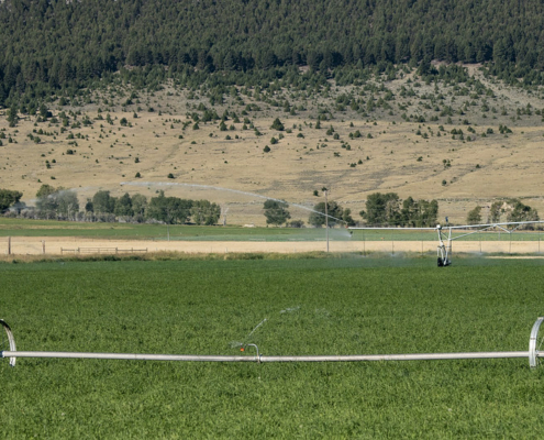 a wheel line and center pivot are used to irrigate crop fields in foreground, with rangeland and trees on a hill in the background