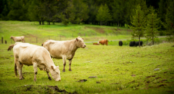 white cattle graze on green grass with evergreen trees and more cattle in background