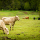 white cattle graze on green grass with evergreen trees and more cattle in background