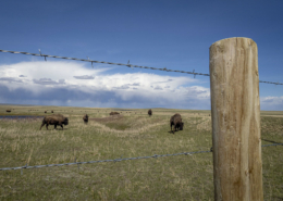 bison on pasture under blue sky with clouds, with barb wire fence and post in foreground