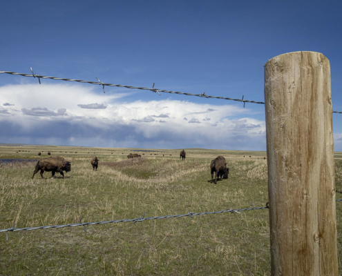 bison on pasture under blue sky with clouds, with barb wire fence and post in foreground