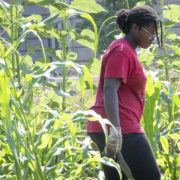 side view of a person in a red shirt, walking between corn plants