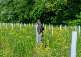 person standing in a field with yellow flowers and tree protection tubes, with forest in background