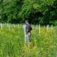 person standing in a field with yellow flowers and tree protection tubes, with forest in background
