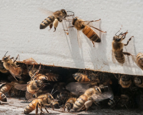 honey bees at the entrance of a bee hive