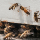 honey bees at the entrance of a bee hive