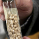 bioplastic pellets in a vial