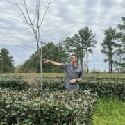 tea farm in Mississippi