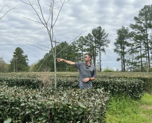 tea farm in Mississippi