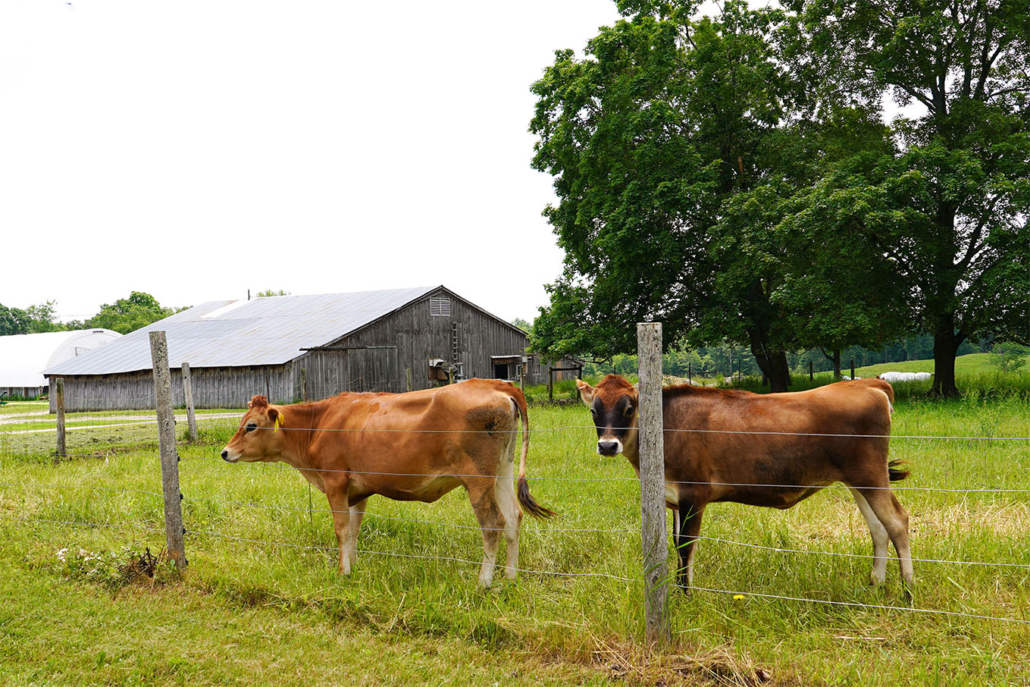 Organic Dairy Farmers in New England Indicate Willingness to Use ...