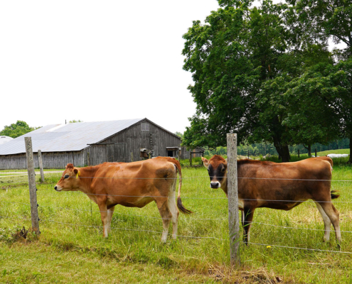 two dairy cows on pasture behind a wire fence, with trees and a barn in the background, under cloudy sky.
