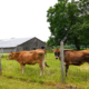 Organic Dairy Farmers in New England Indicate Willingness to Use ...