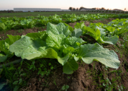 rows of vegetables grow on soil ridges, with high tunnels in background under hazy sky