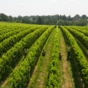 downshot on vineyard plants and workers between rows, under cloudy sky