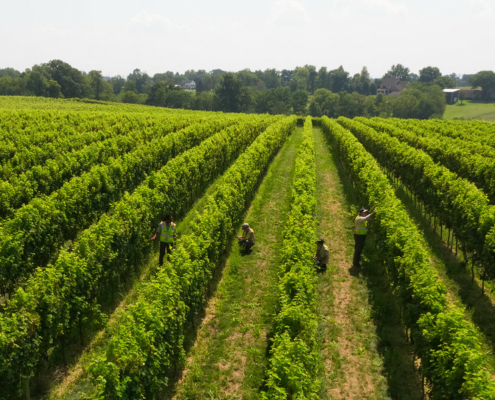 downshot on vineyard plants and workers between rows, under cloudy sky