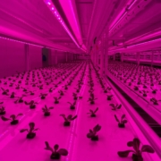 seedlings in a growing chamber, lit by red light