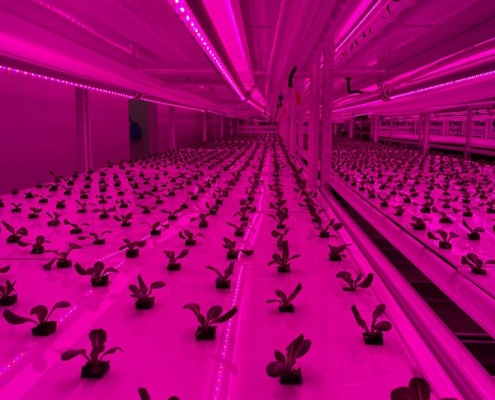 seedlings in a growing chamber, lit by red light