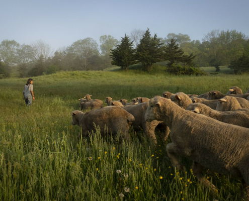 Sheep entering a pasture of deep grass, following a person, with forest on the horizon and blue sky above.