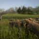 Sheep entering a pasture of deep grass, following a person, with forest on the horizon and blue sky above.