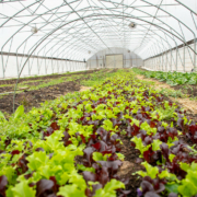 mixed lettuce growing in a high tunnel