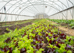 mixed lettuce growing in a high tunnel