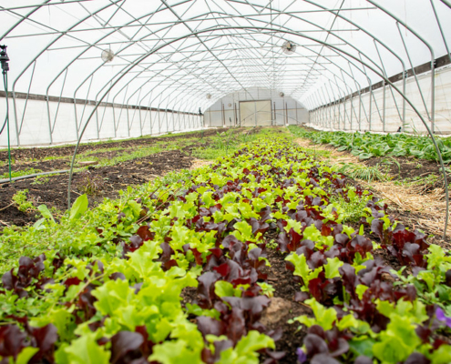 mixed lettuce growing in a high tunnel