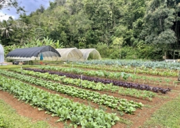 Rows of vegetables growing in soil with high tunnels and forested hill in background