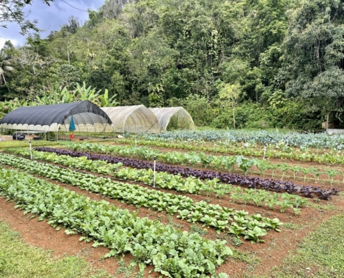 Rows of vegetables growing in soil with high tunnels and forested hill in background