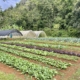 Rows of vegetables growing in soil with high tunnels and forested hill in background