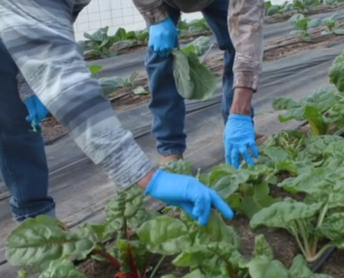 two people bend down with arms outstretched into a row of spinach pants between plastic strips