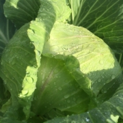 Close-up photo of cabbage head and leaves with water droplets