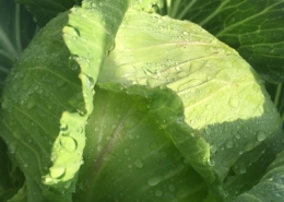 Close-up photo of cabbage head and leaves with water droplets