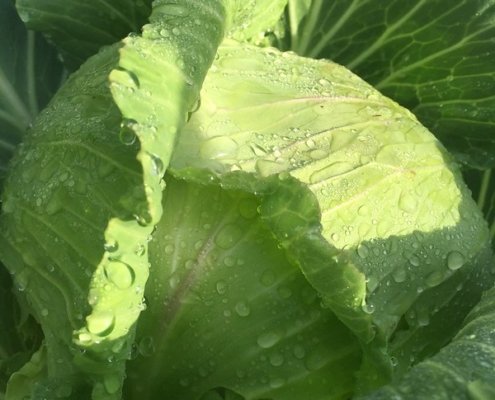 Close-up photo of cabbage head and leaves with water droplets