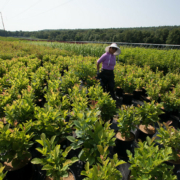 person in a hat, walking between rows of plants
