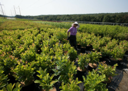 person in a hat, walking between rows of plants