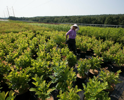 person in a hat, walking between rows of plants