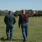 Two people walking away into a field with cattle grazing in the distance