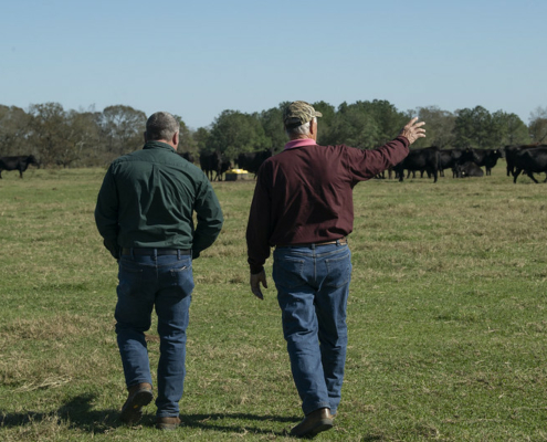 Two people walking away into a field with cattle grazing in the distance