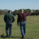 Two people walking away into a field with cattle grazing in the distance