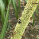 small bees feeding on pearl millet seed head