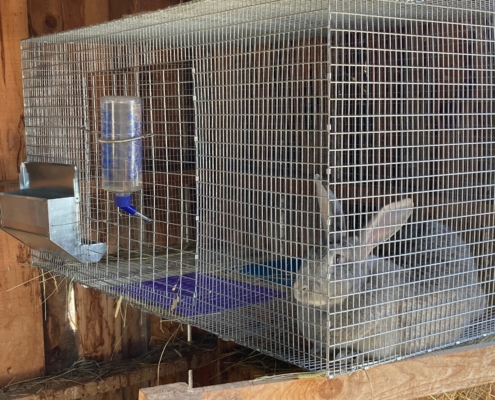 Giant Chinchilla rabbit in cage