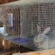 Giant Chinchilla rabbit in cage
