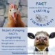 graphic with portrait of cow and portrait of chicken and text about FACT's Farmer Survey