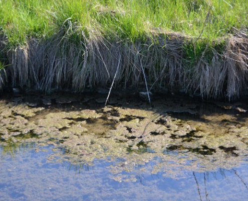 algal blooms in water