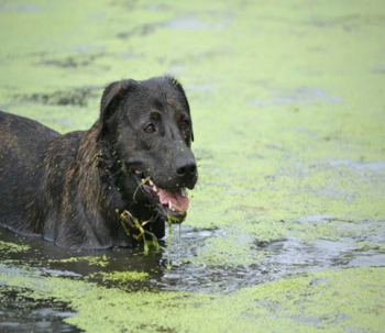 Un perro en un estanque con floraciones de algas