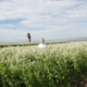 A man stands partially obscured by white, blooming cover crops uner a cloudy sky.