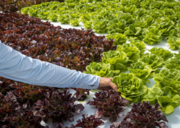 hydroponic lettuce growing, with a hand holding a head of it in the foreground