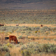 cattle grazing amid sagebrush on rangeland